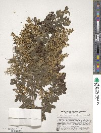 Bursaria spinosa image