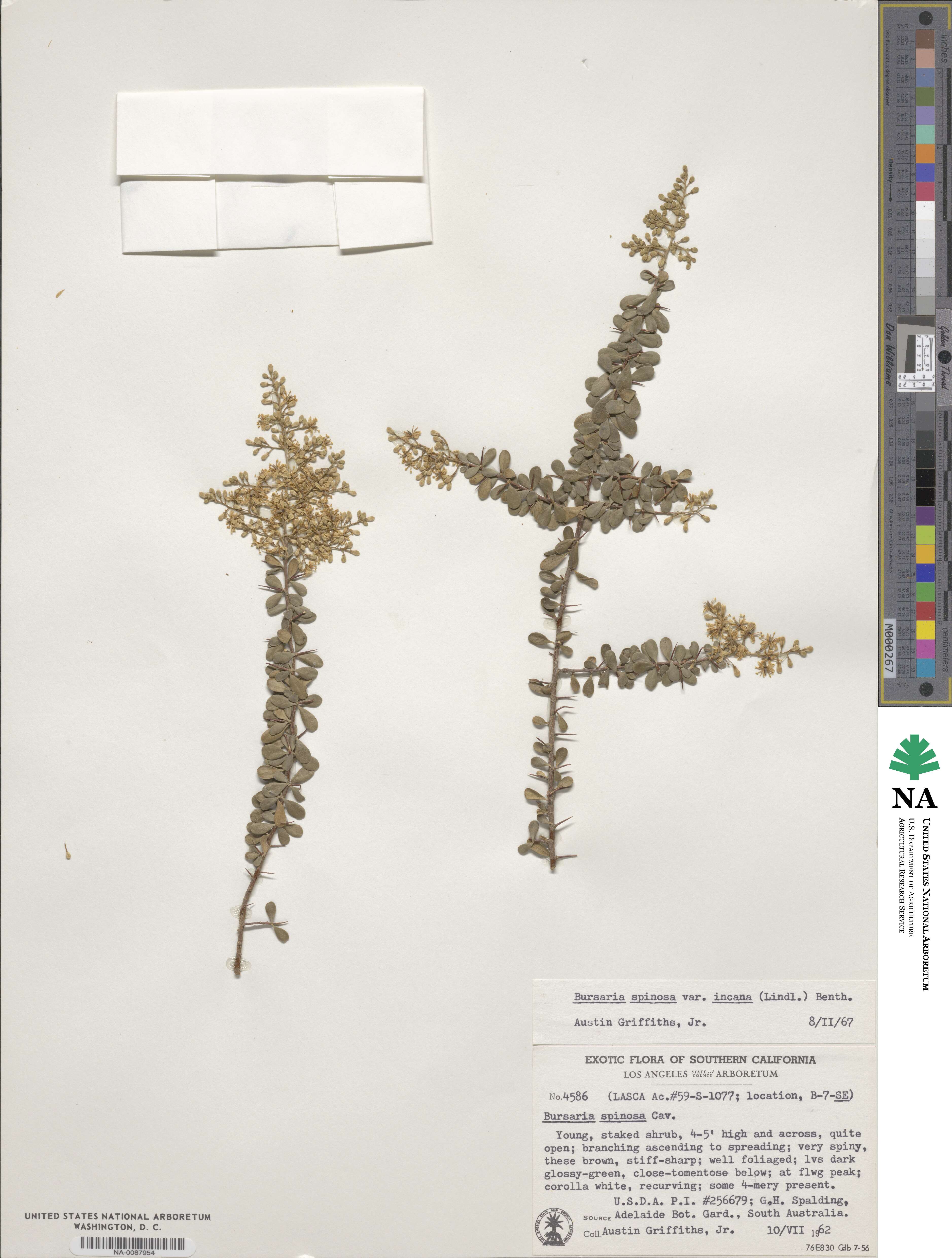 Bursaria spinosa image