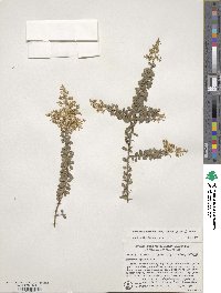 Bursaria spinosa image