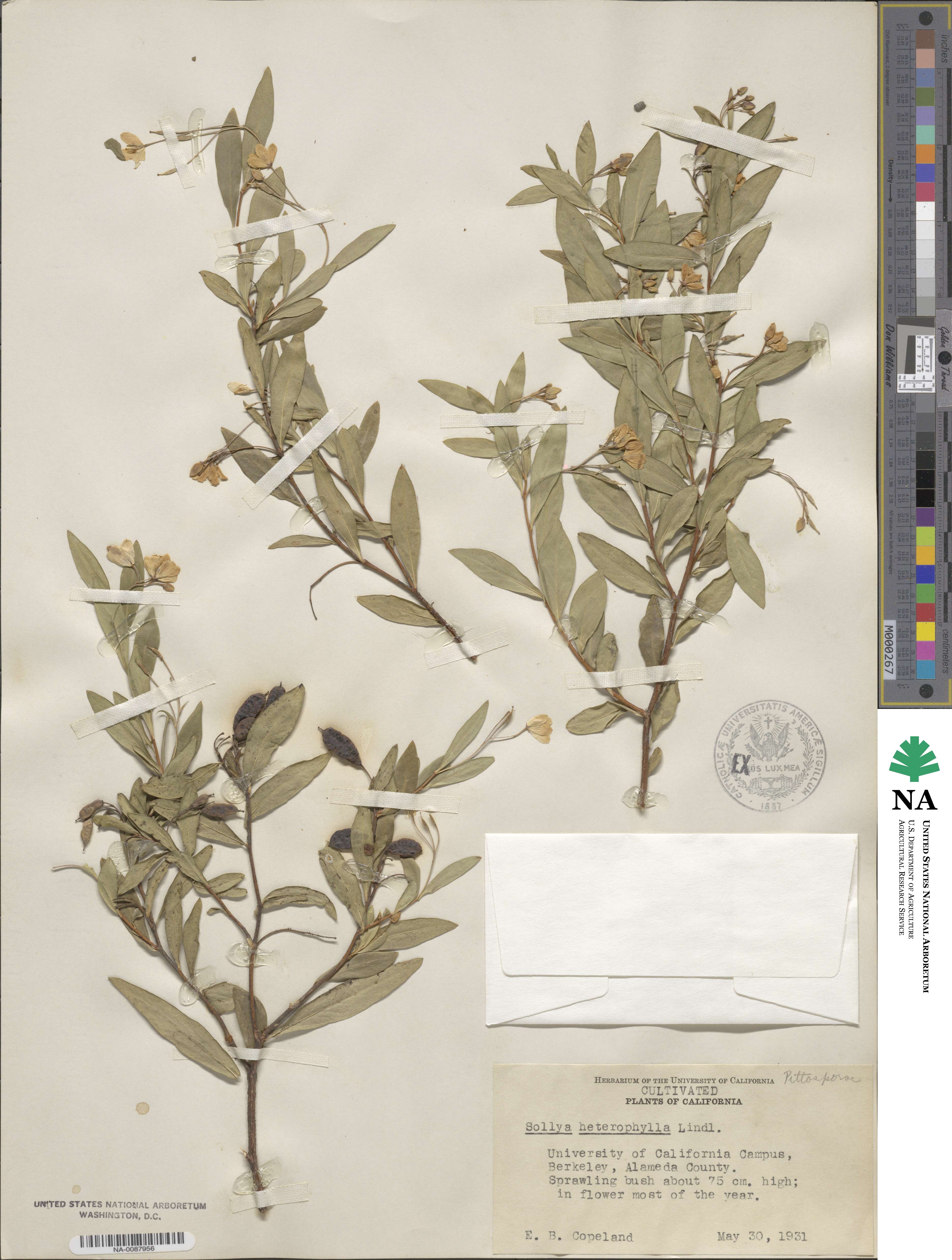 Billardiera heterophylla image