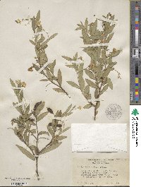 Billardiera heterophylla image