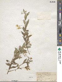 Billardiera heterophylla image