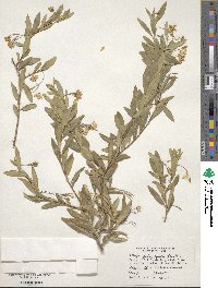 Billardiera heterophylla image