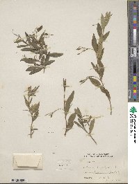 Billardiera heterophylla image