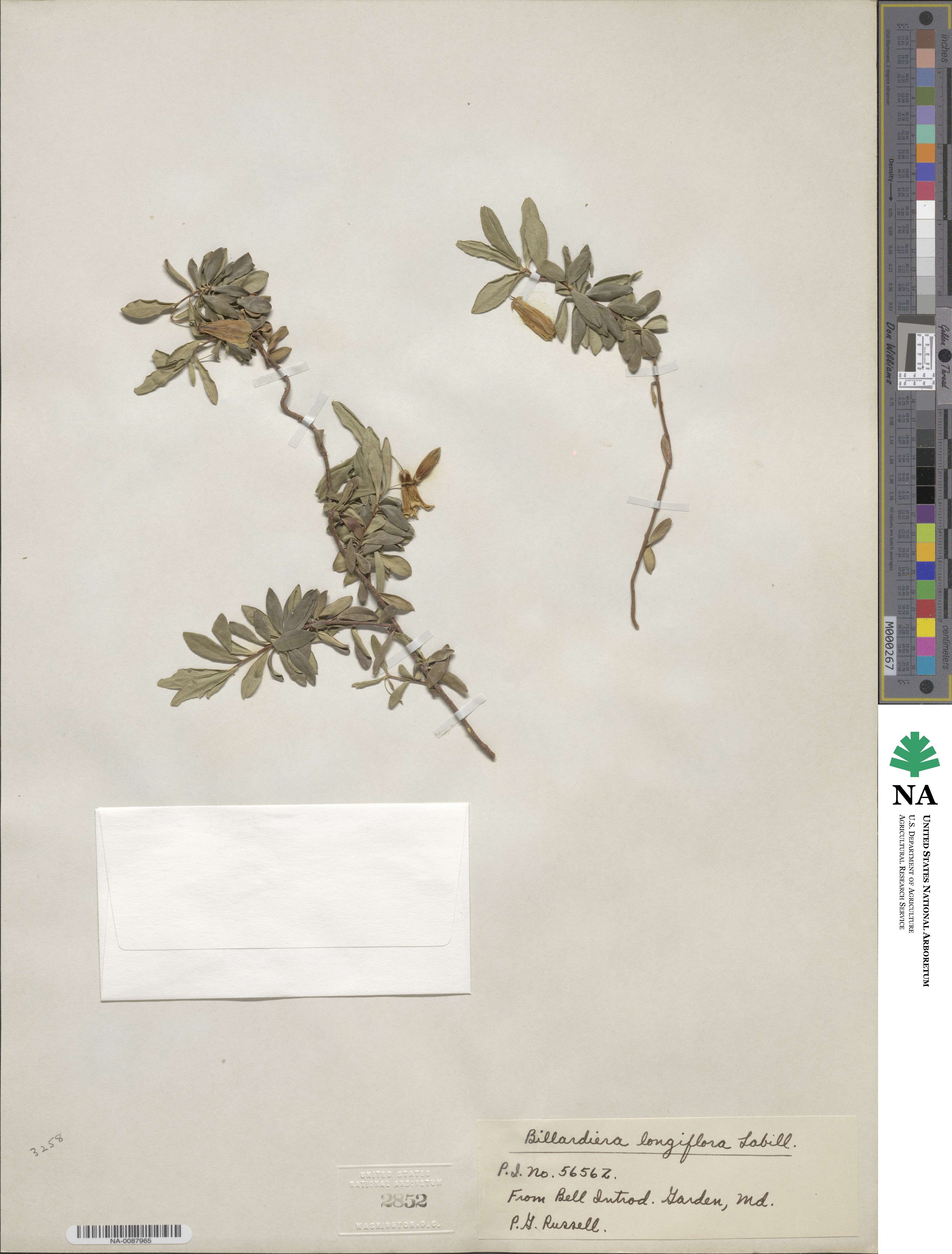 Billardiera longiflora image