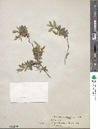 Billardiera longiflora image