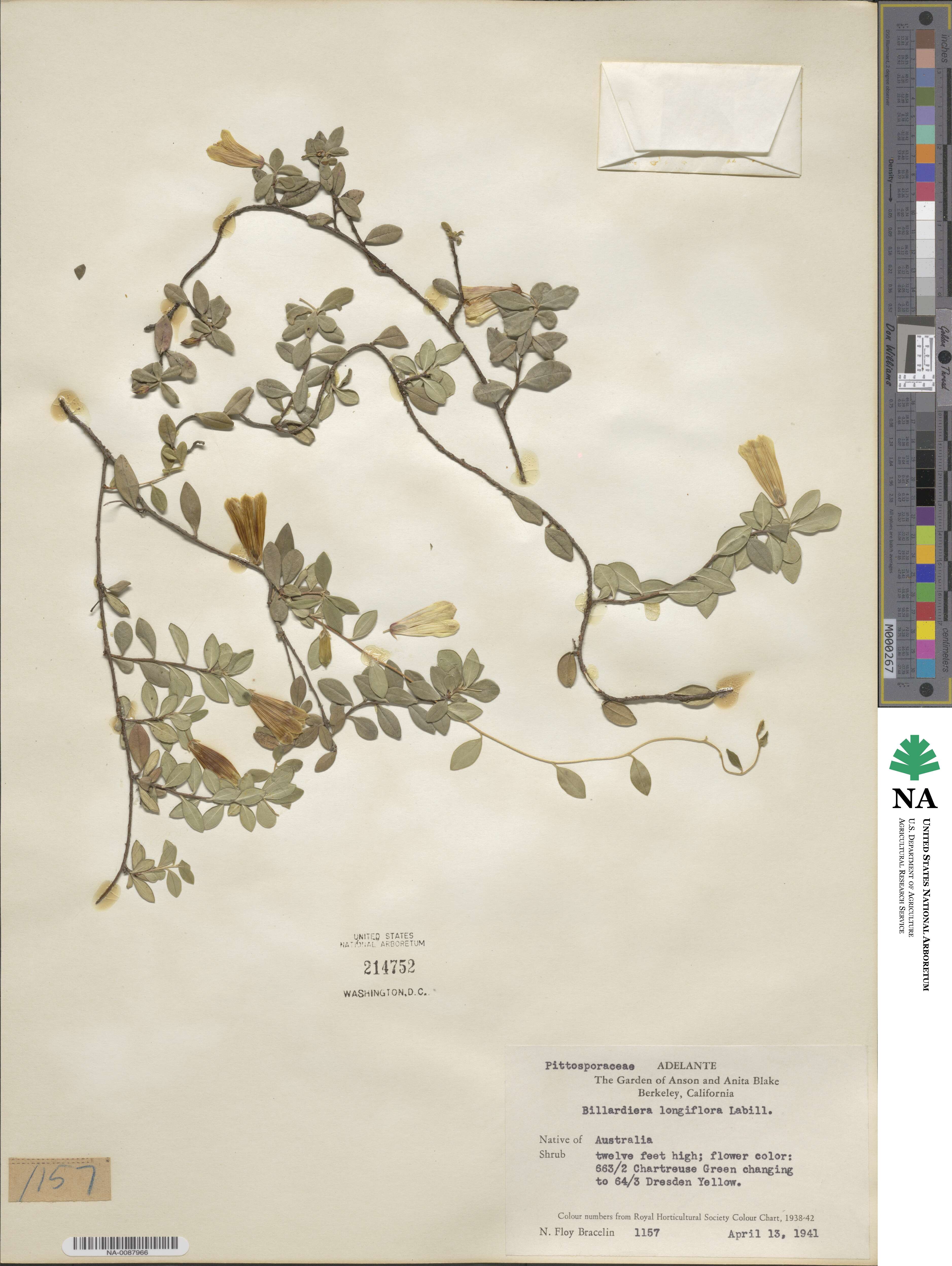 Billardiera longiflora image
