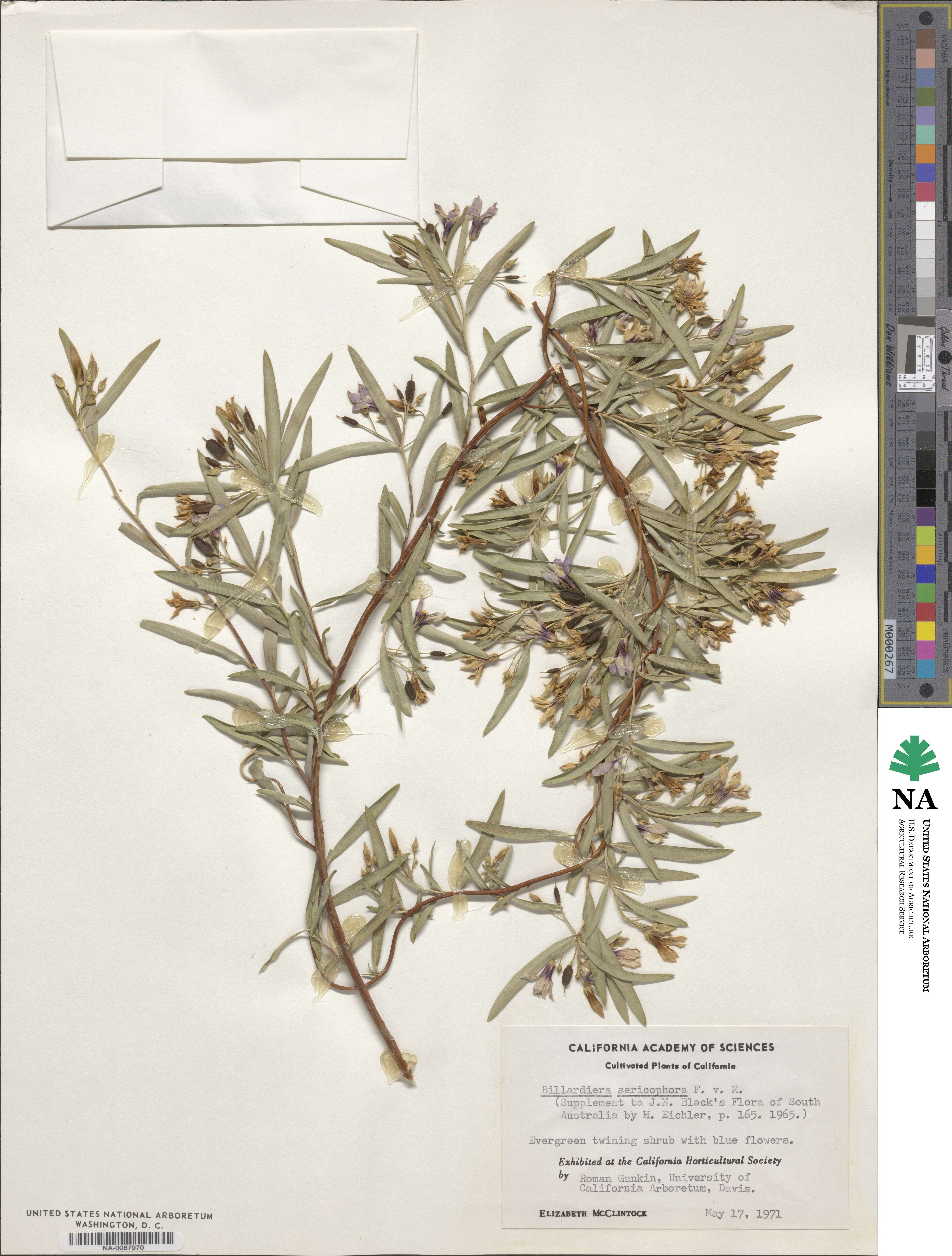 Billardiera sericophora image