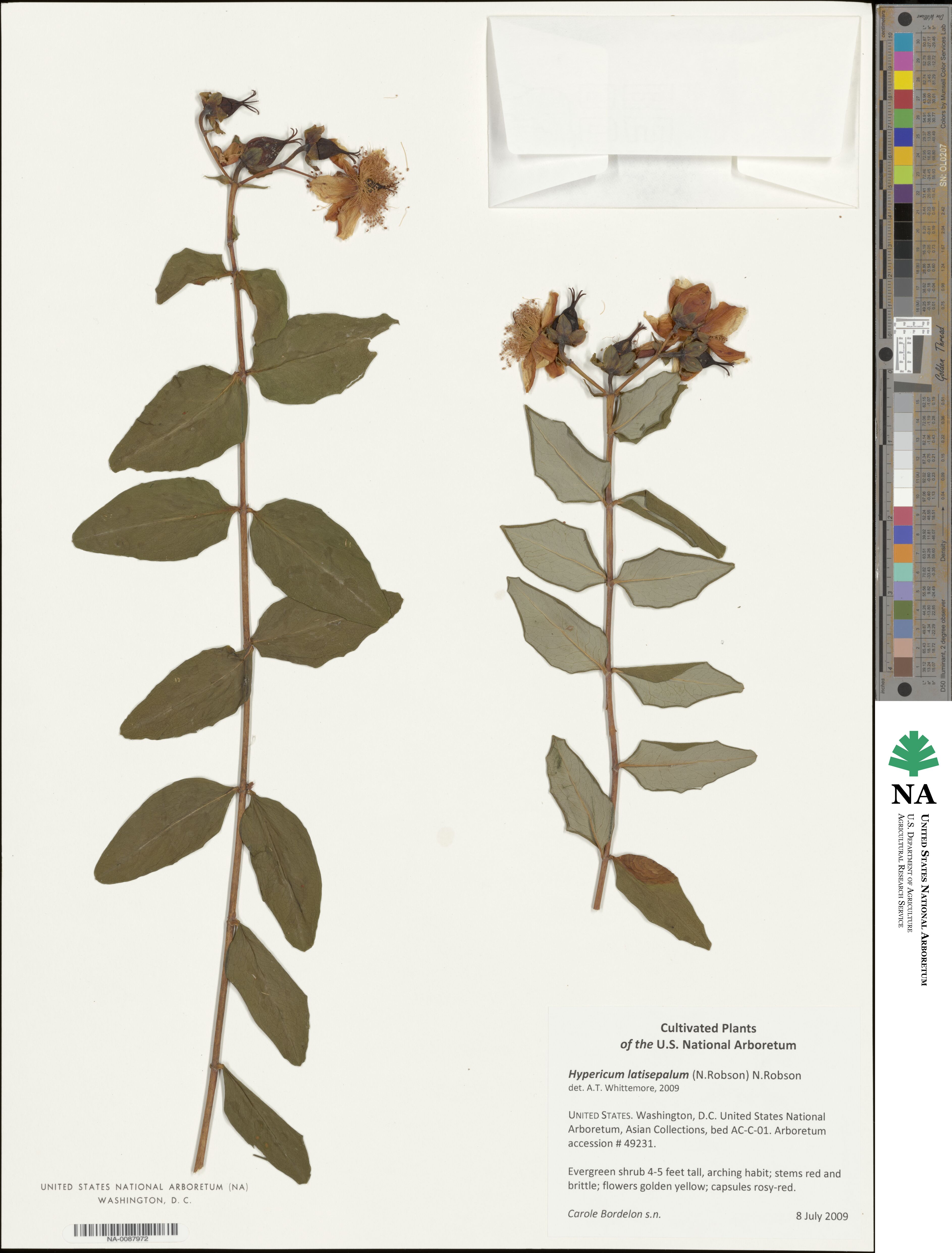 Hypericum latisepalum image