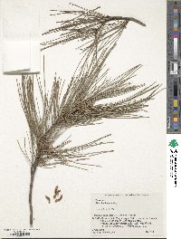 Pinus luchuensis image