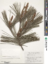 Pinus densiflora image