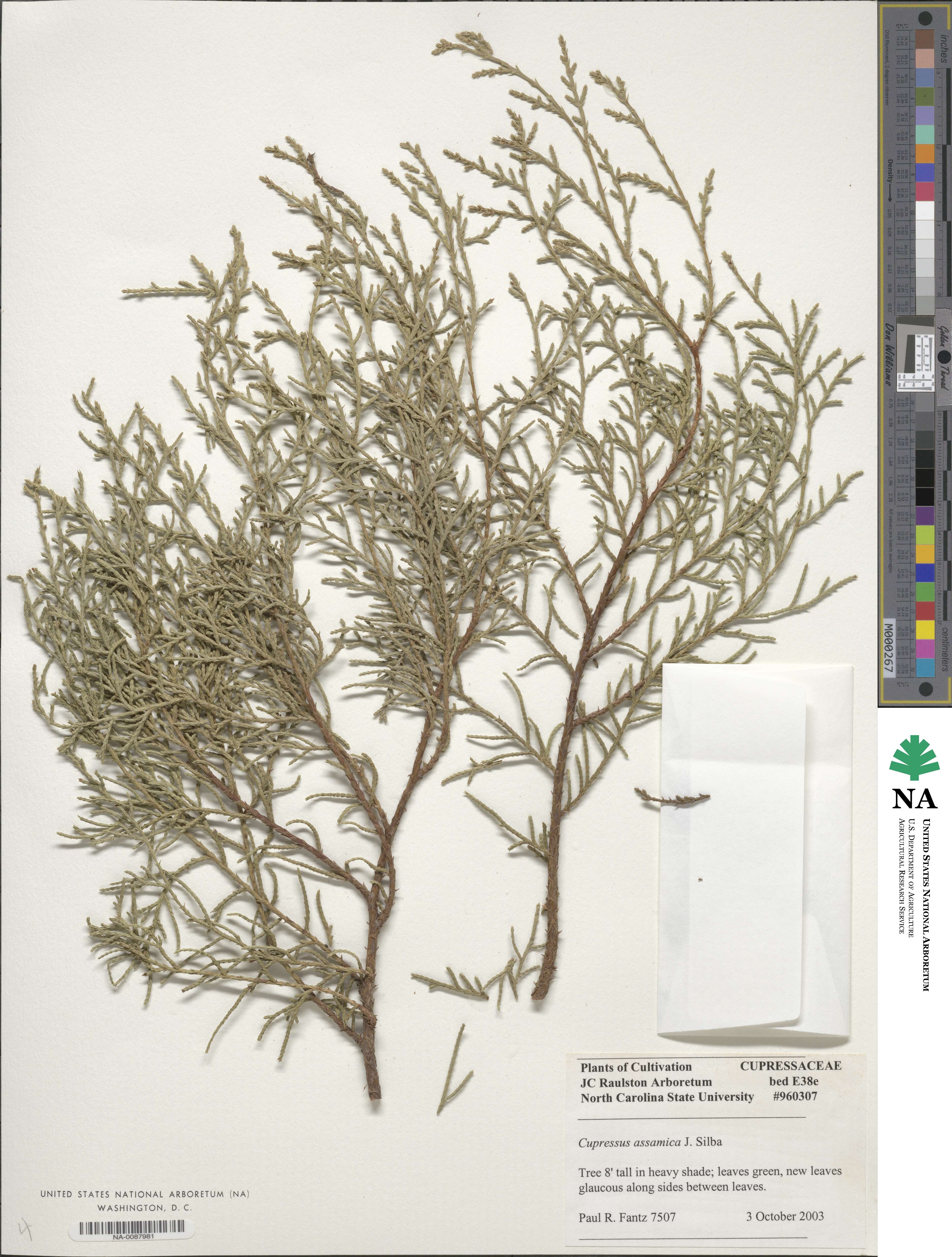 Cupressus cashmeriana image