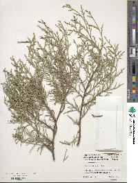 Cupressus cashmeriana image