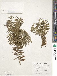 Taxus wallichiana var. chinensis image