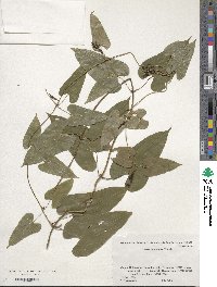 Dioscorea japonica image