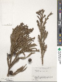 Cryptomeria japonica image