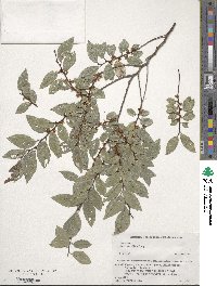 Ulmus parvifolia image