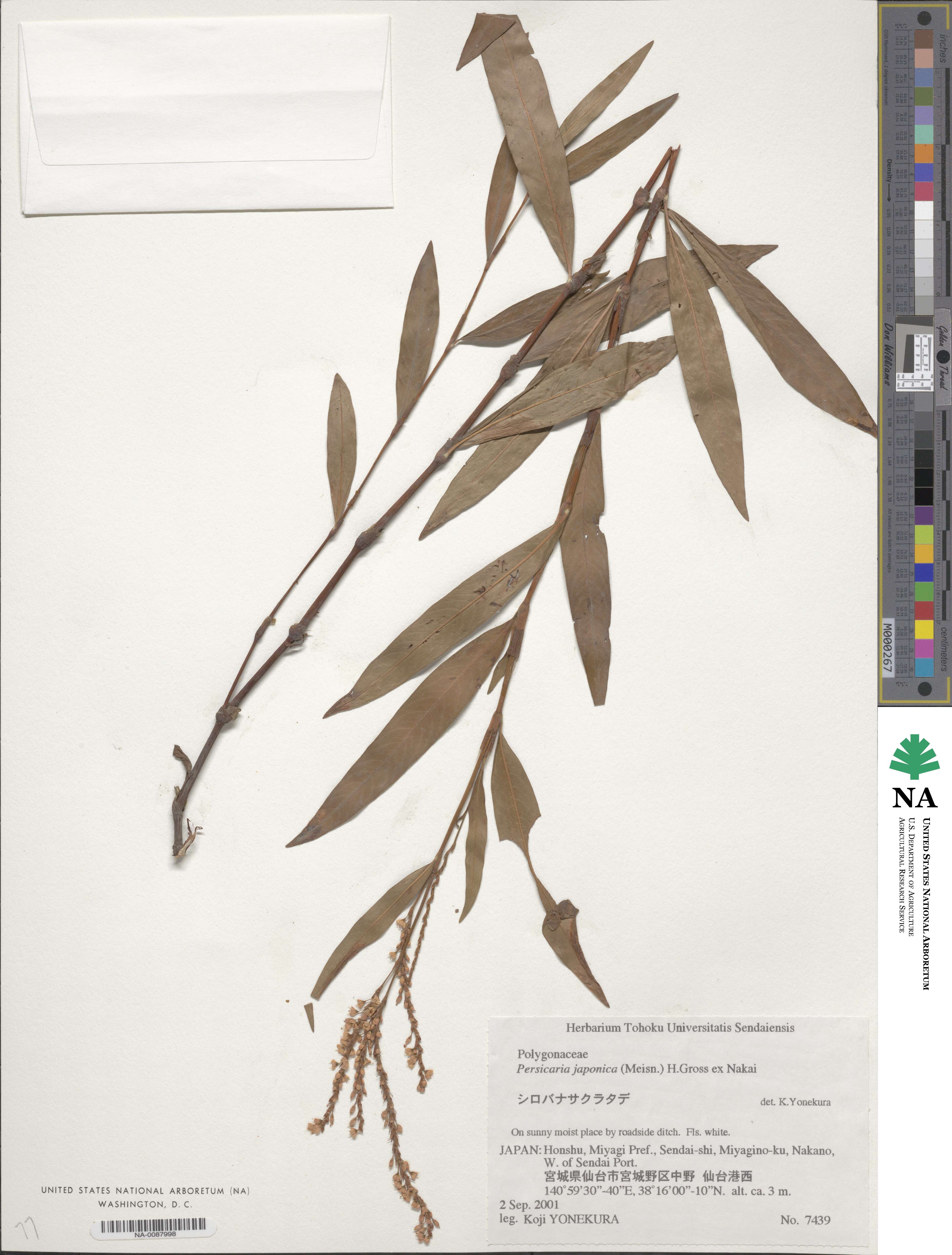 Persicaria japonica image