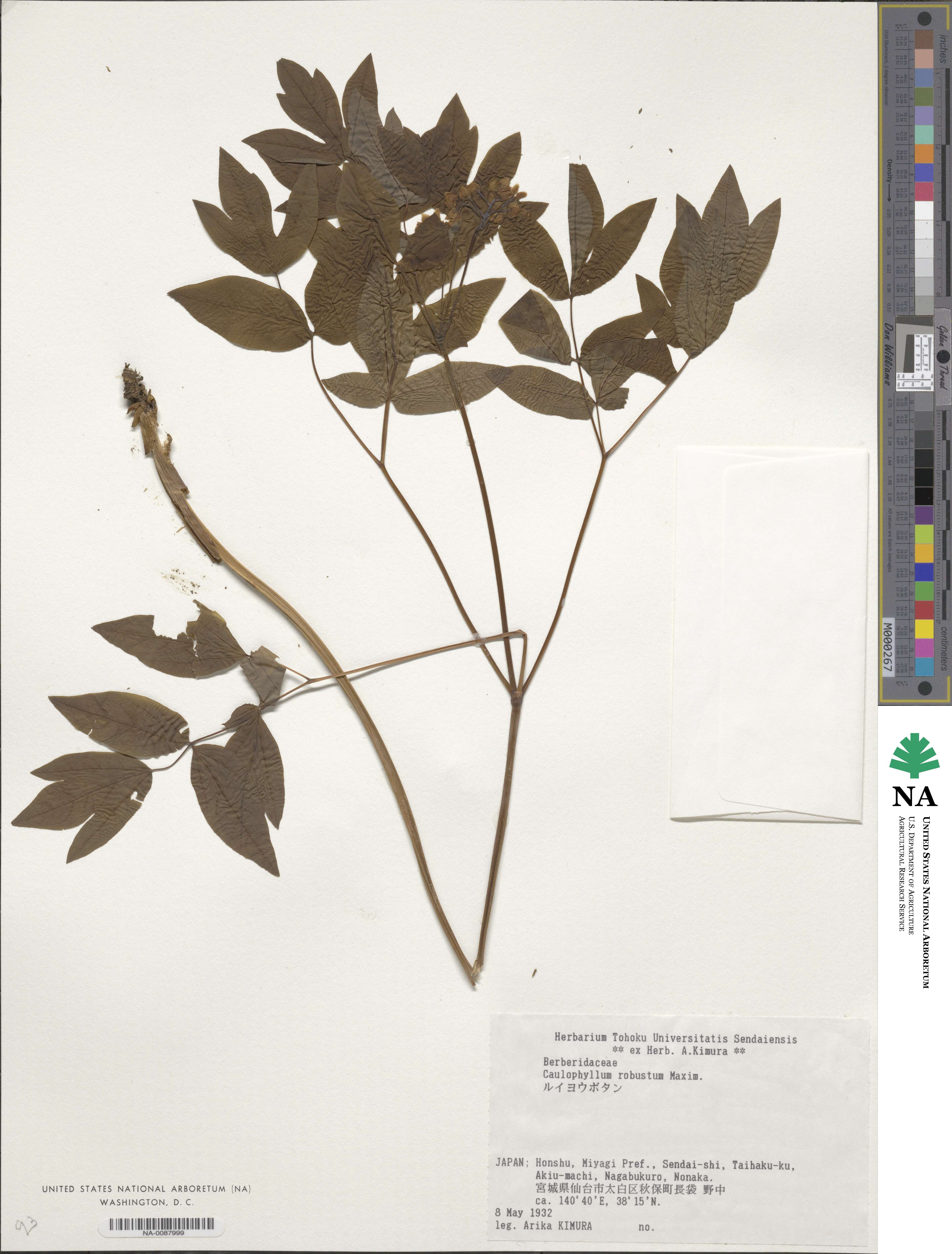 Caulophyllum robustum image