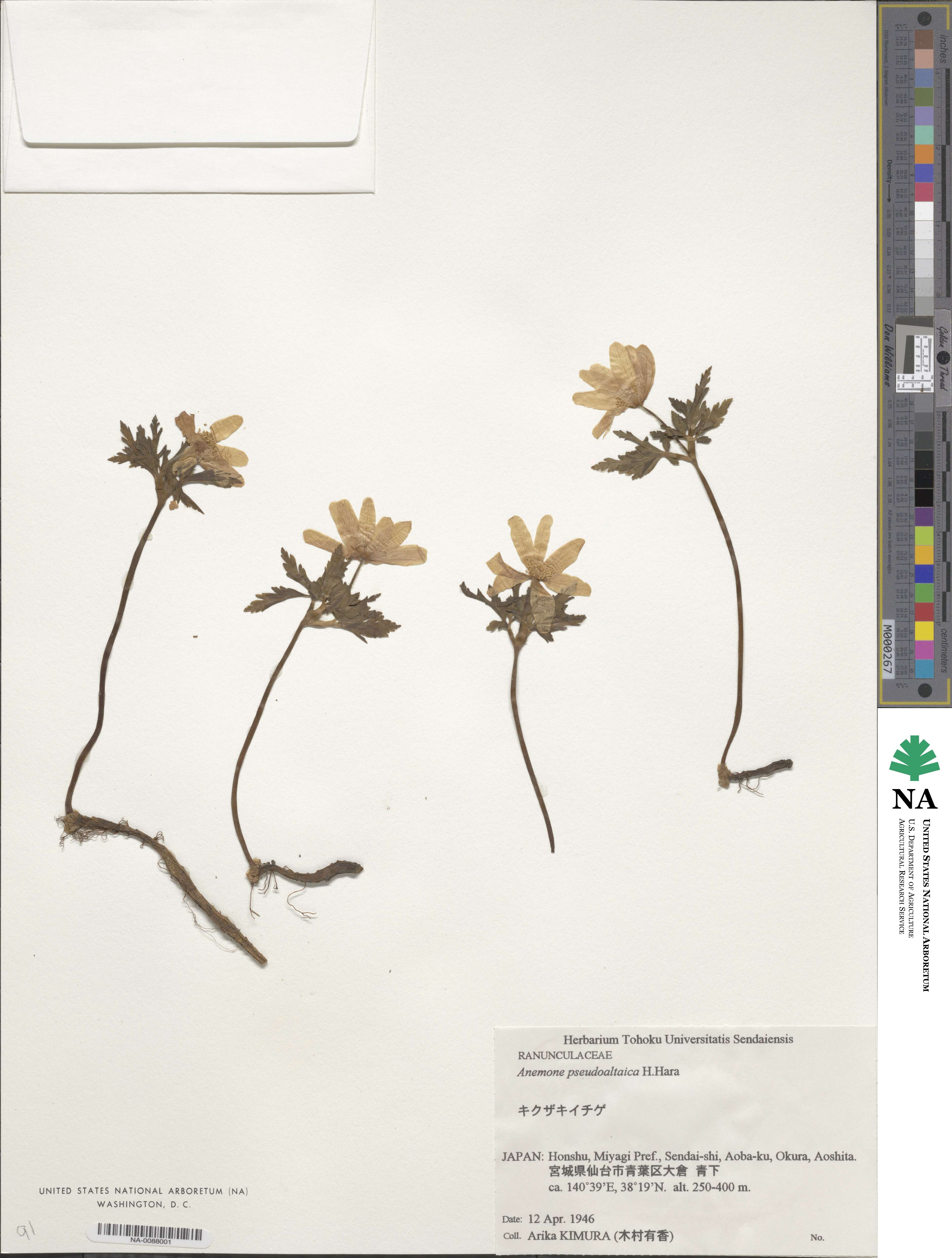 Anemone pseudoaltaica image