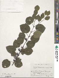 Cercidiphyllum japonicum image