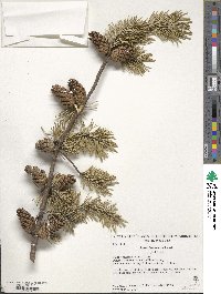 Pinus banksiana image