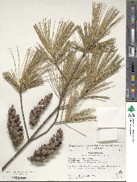 Pinus strobus image