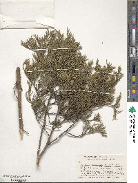 Juniperus virginiana image