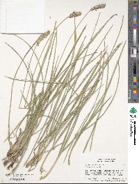 Image of Sesleria heufleriana