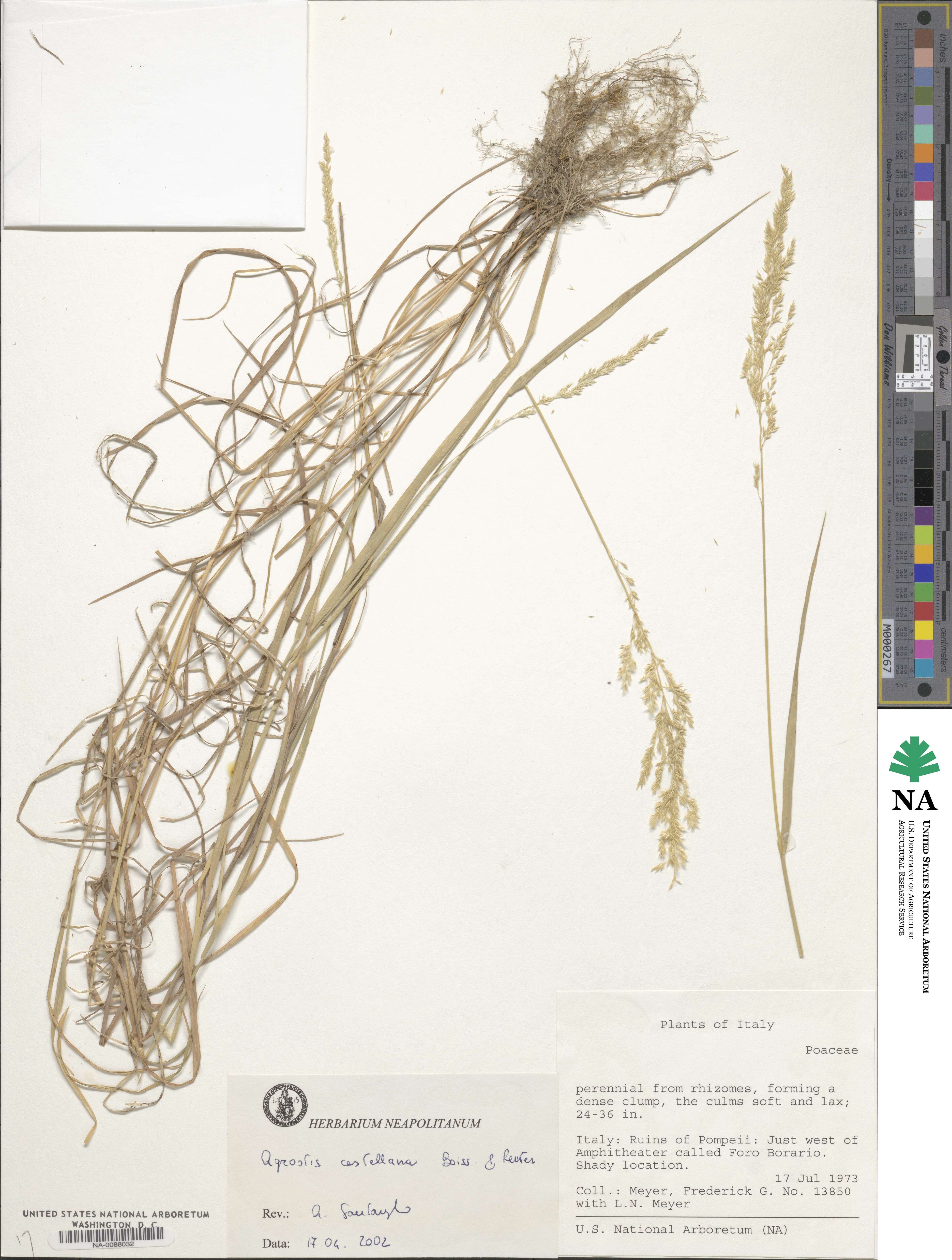 Agrostis castellana image