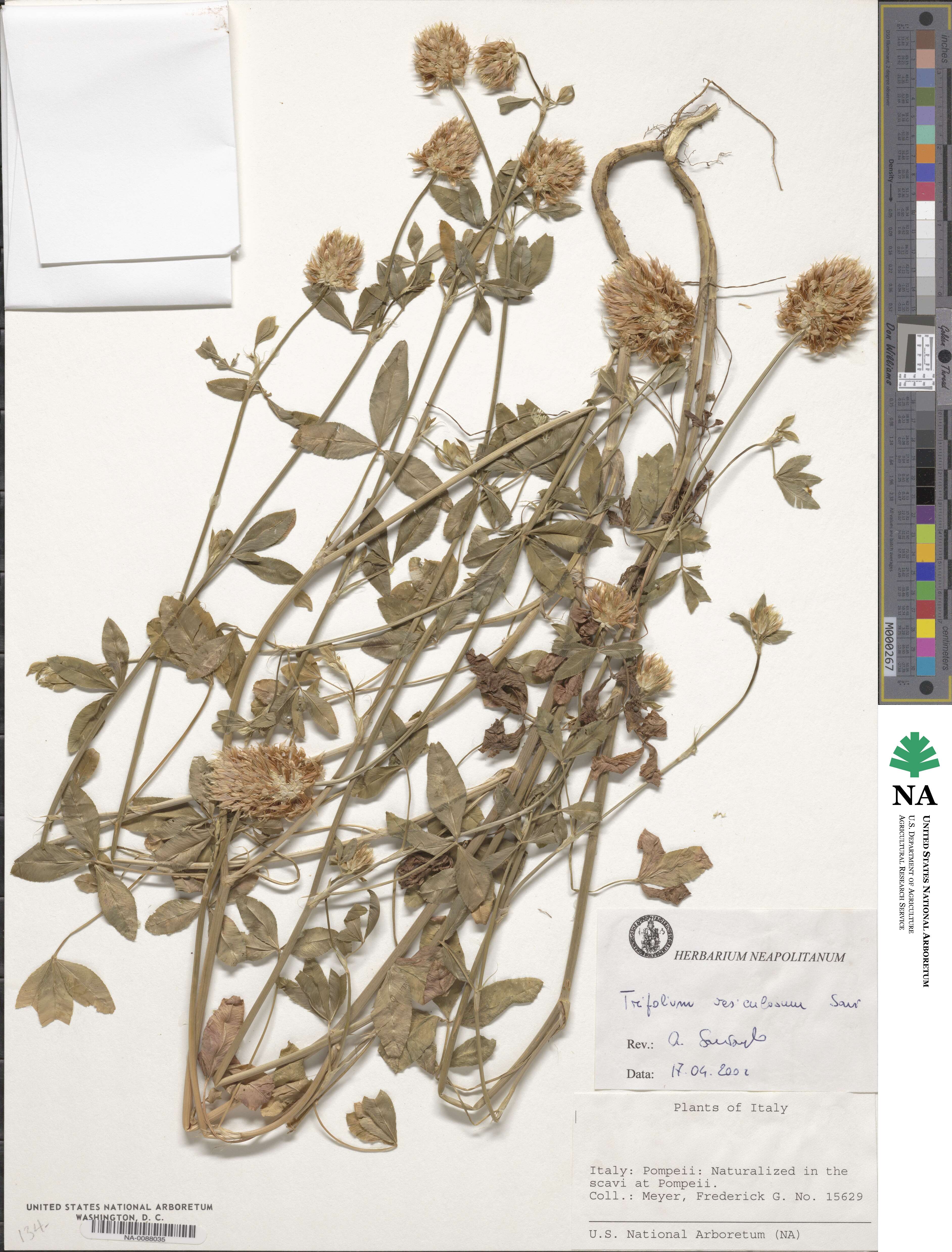 Trifolium vesiculosum image