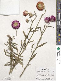 Xerochrysum bracteatum image