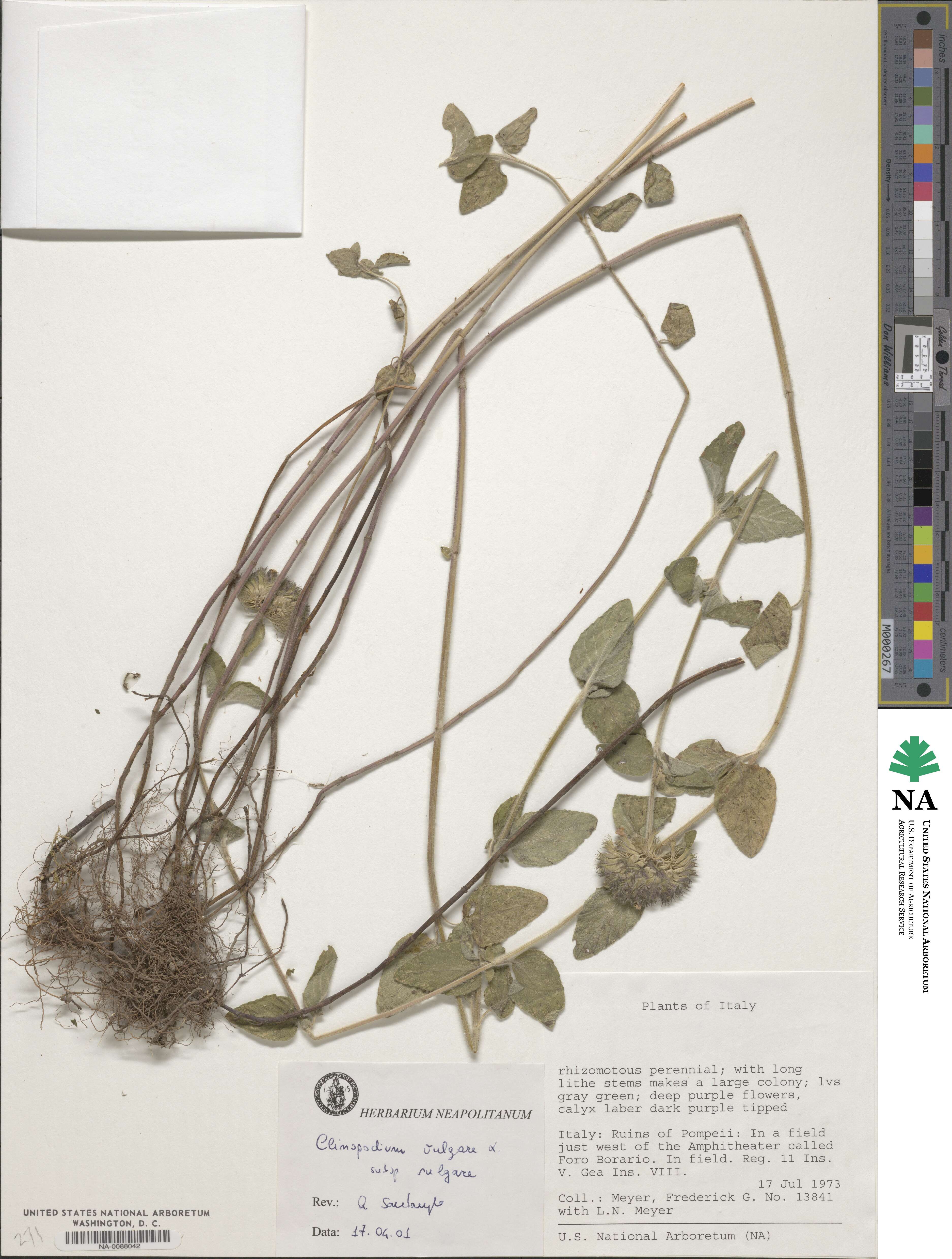 Clinopodium vulgare image