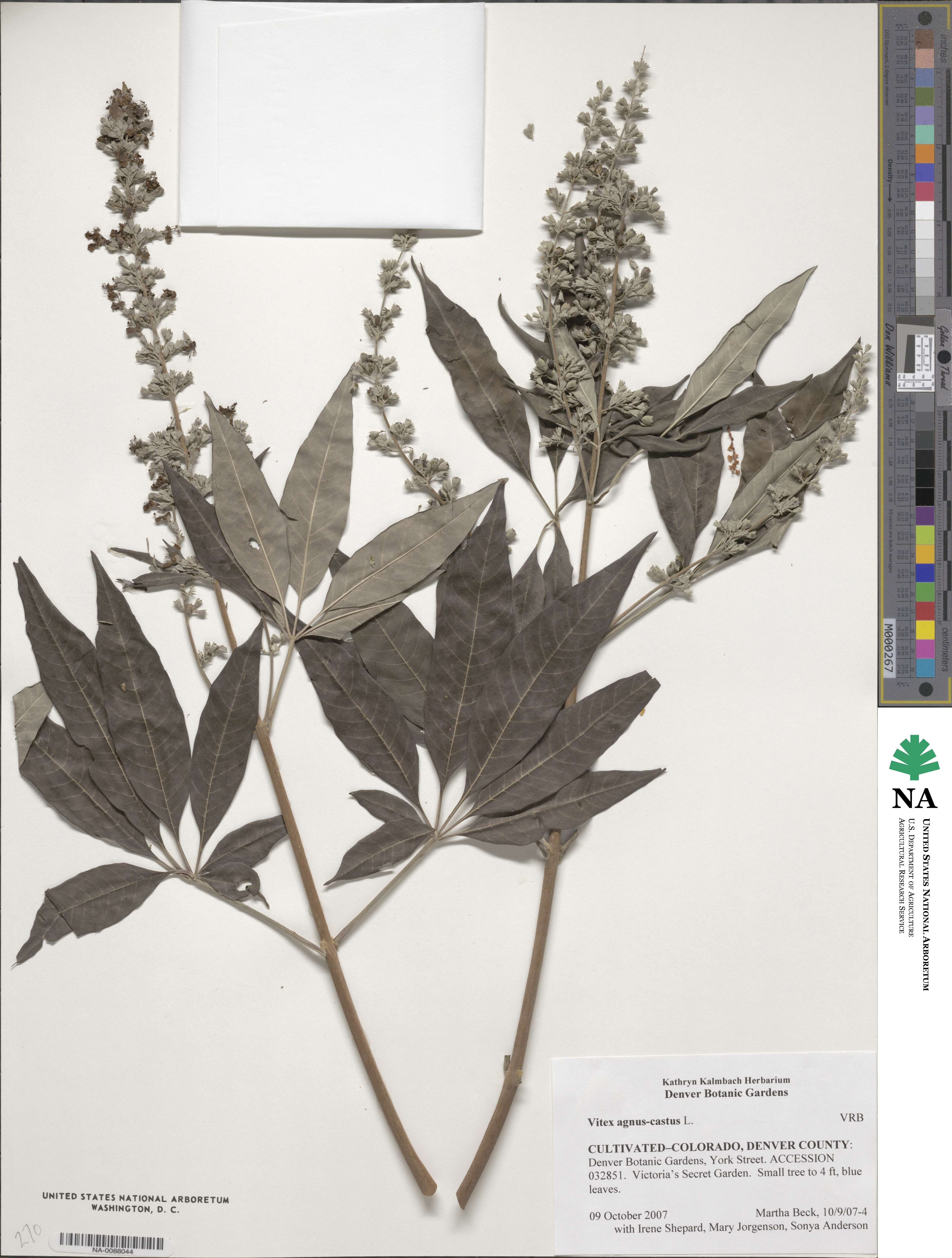 Vitex agnus-castus image