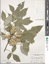 Ptelea trifoliata image