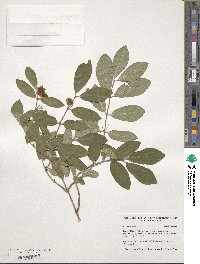 Lonicera morrowii image