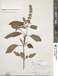 Ocimum basilicum image