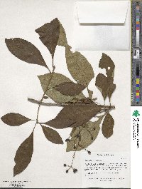 Chionanthus virginicus image