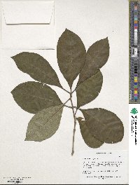 Chionanthus virginicus image