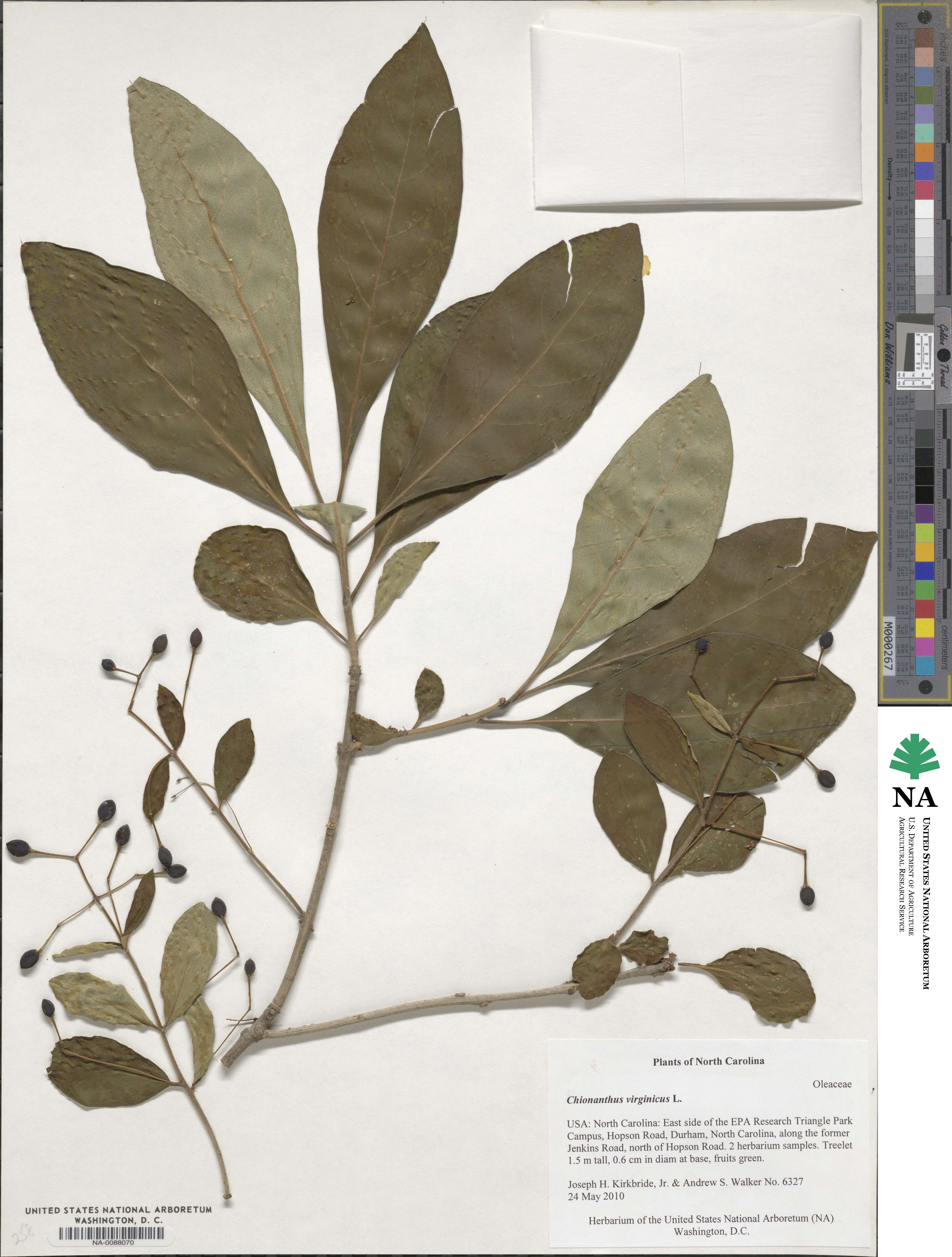 Chionanthus virginicus image
