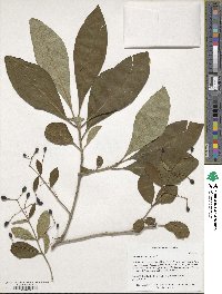 Chionanthus virginicus image