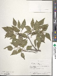 Amyris elemifera image