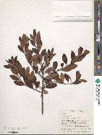 Ilex glabra image