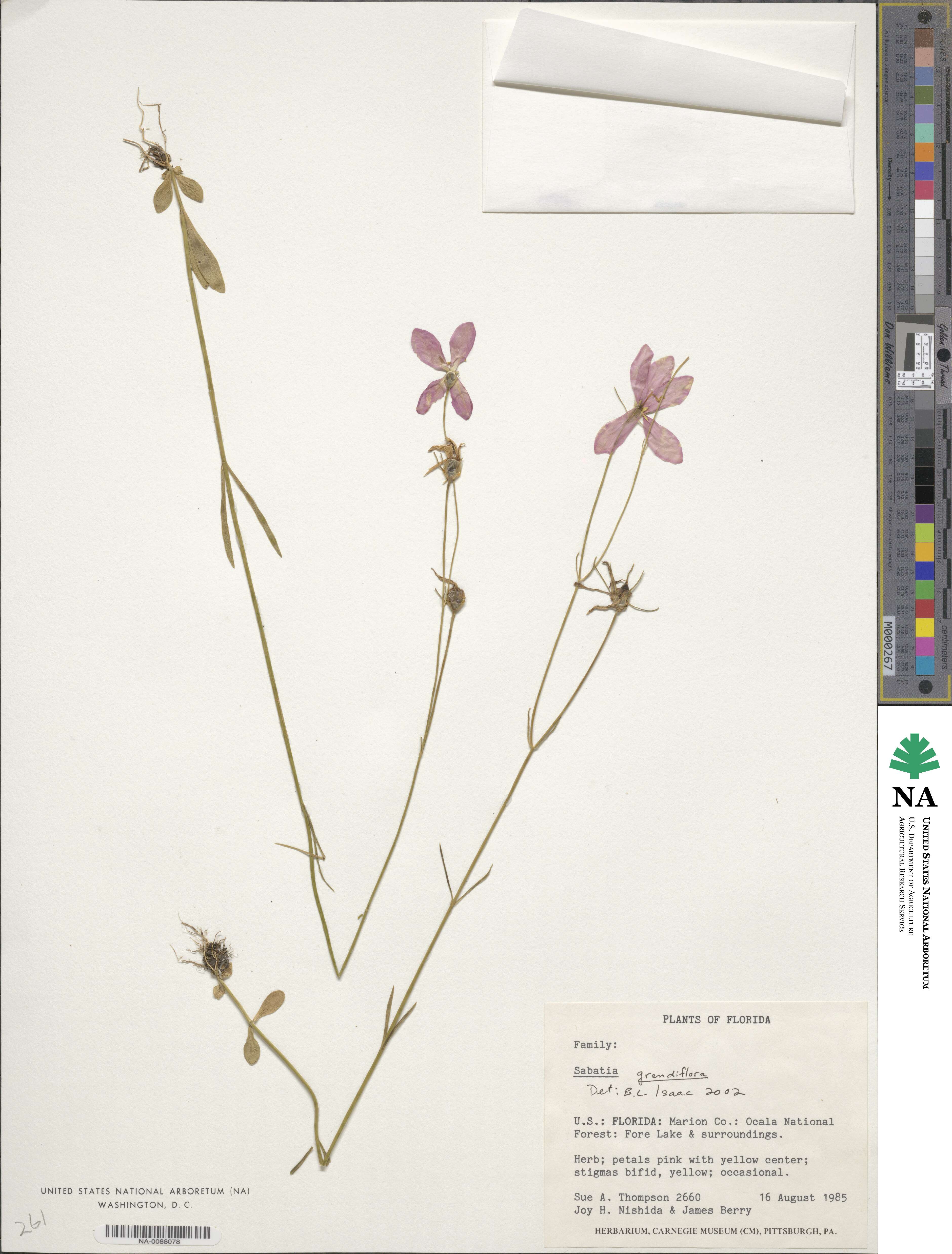 Sabatia image