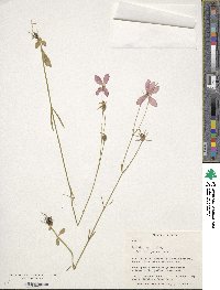 Sabatia grandiflora image