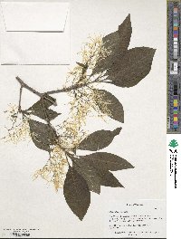 Chionanthus virginicus image