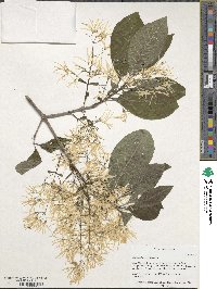Chionanthus virginicus image
