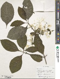 Chionanthus virginicus image