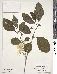 Chionanthus virginicus image