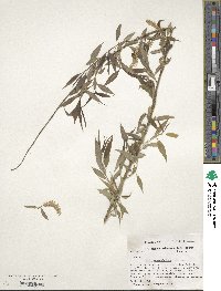 Salix amygdaloides image